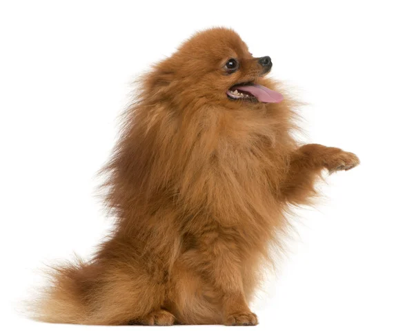 Spitz, 3 years old, with paw up in front of white background — Stock Photo, Image