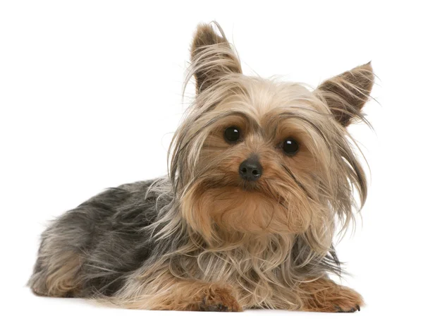 Yorkshire Terrier, 1 year old, lying in front of white background — Stock Photo, Image