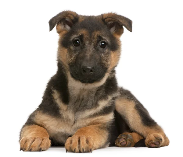 German Shepherd puppy, 3 months old, lying in front of white background — Stock Photo, Image