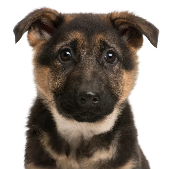 Close-up of German Shepherd puppy, 3 months old, in front of white background — Stock Photo, Image