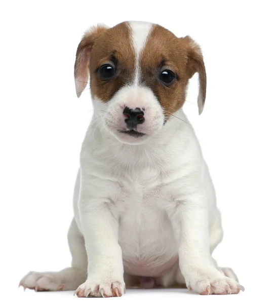 Jack Russell Terrier cachorro, 7 semanas de edad, sentado delante de fondo blanco —  Fotos de Stock