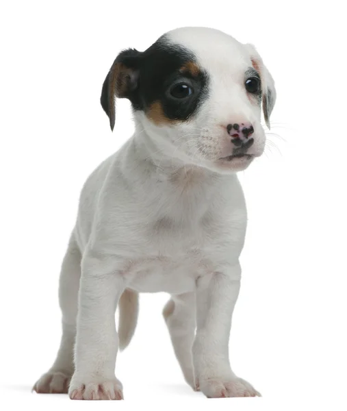 Jack Russell Terrier filhote de cachorro, 7 semanas, de pé em frente ao fundo branco — Fotografia de Stock