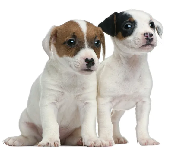 Jack russell terrier puppies, 7 weken oud, zit op witte achtergrond — Stockfoto