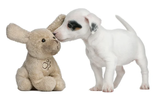 Jack Russell Terrier pentu, 7 viikon ikäinen, haistelee pehmolelua valkoisen taustan edessä — kuvapankkivalokuva