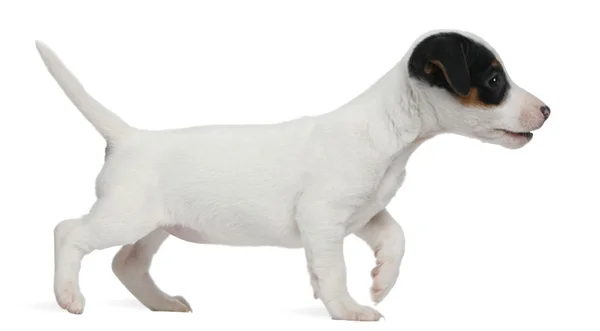 Jack russell Terriër pup, 7 weken oud, wandelen voor witte achtergrond — Stockfoto