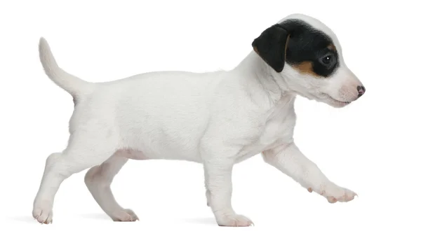 Jack russell Terriër pup, 7 weken oud, wandelen voor witte achtergrond — Stockfoto