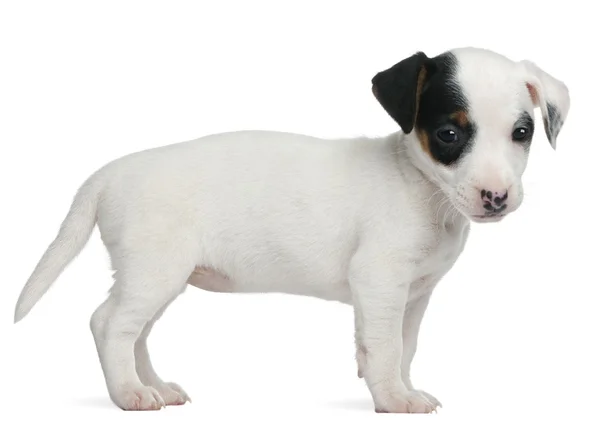 Jack Russell Terrier cachorro, 7 semanas de edad, de pie delante de fondo blanco —  Fotos de Stock