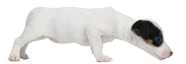 Jack Russell Terrier cachorro, 7 semanas de edad, olfateando delante de fondo blanco —  Fotos de Stock