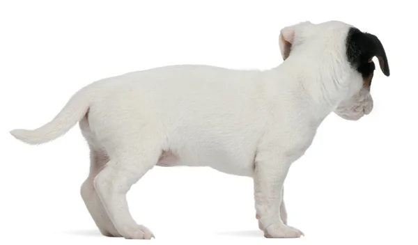 Jack Russell Terrier Welpe, 7 Wochen alt, steht vor weißem Hintergrund — Stockfoto