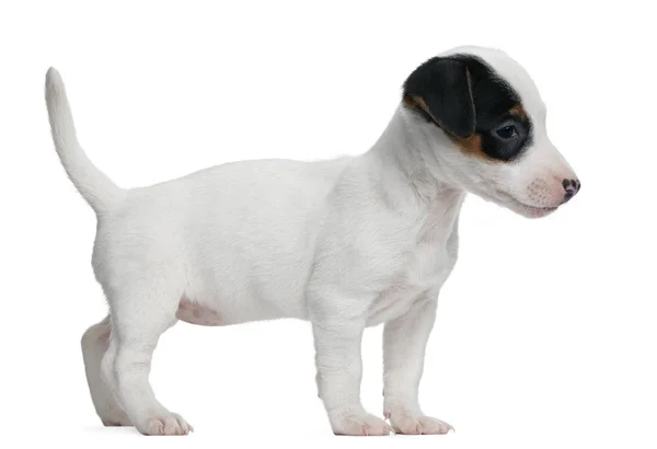 Jack Russell Terrier cucciolo, 7 settimane, in piedi di fronte a sfondo bianco — Foto Stock