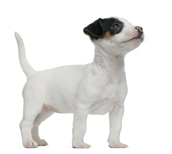 ジャック ・ ラッセル ・ テリア （子犬 7 週間の古い、白い背景の前に立って — ストック写真