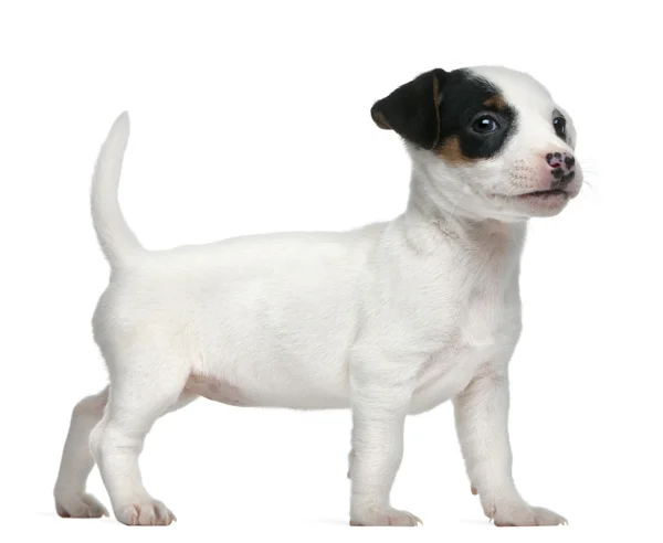 Cățeluș Jack Russell Terrier, 7 săptămâni, în picioare în fața fundalului alb — Fotografie, imagine de stoc