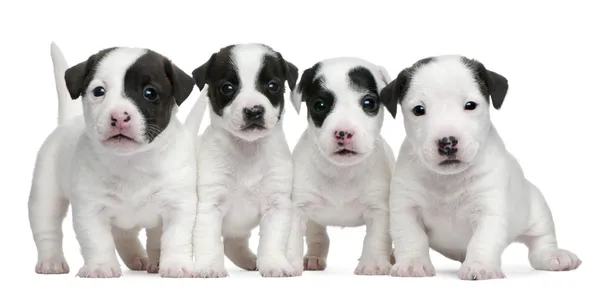 Jack Russell Cuccioli Terrier, 5 settimane, davanti allo sfondo bianco — Foto Stock