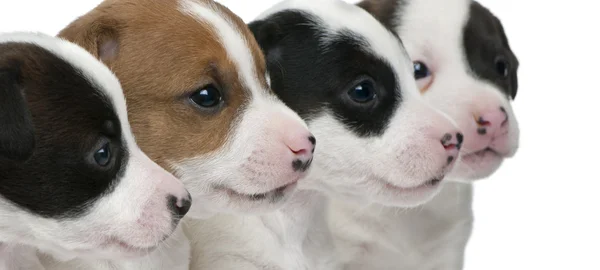 Close-up of Jack Russell Terrier puppies, 5 weeks old, in front of white background — Stock Photo, Image