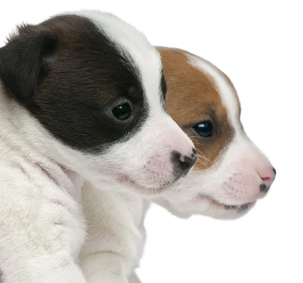 Close-up van jack russell terrier puppies, 5 weken oud, voor witte achtergrond — Stockfoto