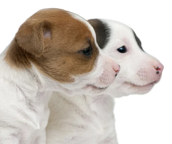 Primo piano dei cuccioli Jack Russell Terrier, 5 settimane, davanti allo sfondo bianco — Foto Stock