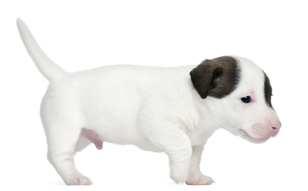 Jack Russell Terrier cachorro, 5 semanas de edad, de pie delante de fondo blanco — Foto de Stock