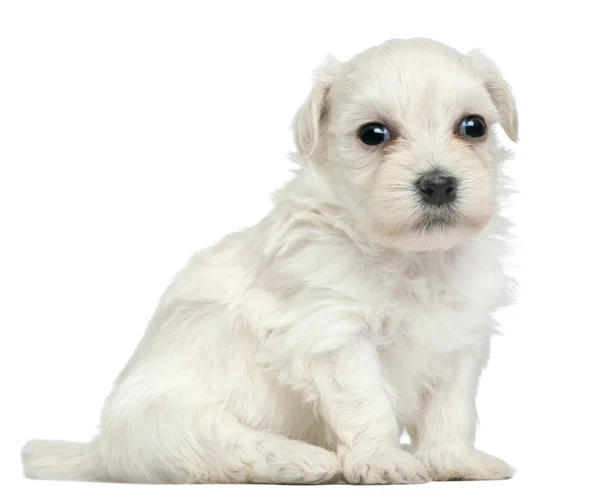 Lowchen or Petit Chien Lion puppy, 3 weeks old, sitting in front of white background — Stock Photo, Image