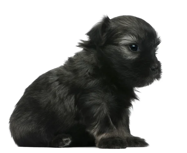 Lowchen or Petit Chien Lion puppy, 3 weeks old, sitting in front of white background — Stock Photo, Image