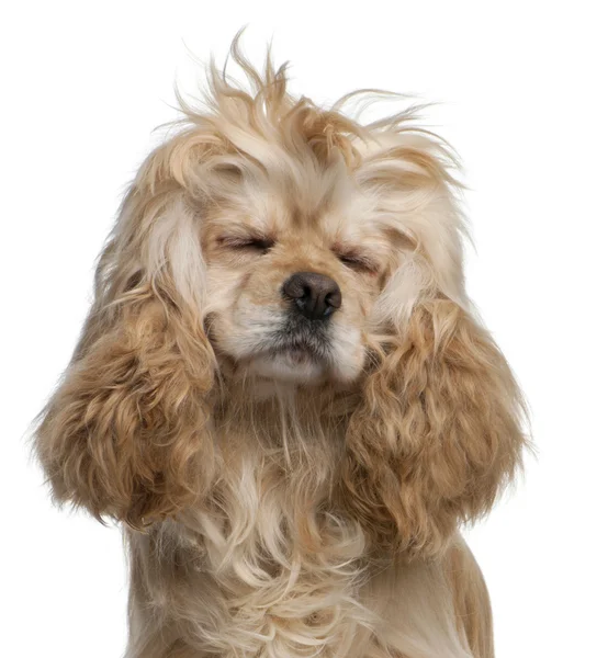 美国可卡犬，3 岁，眼睛闭合在前面的白色背景 — 图库照片