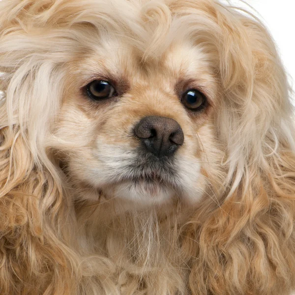 Close-up of American Cocker Spaniel, 3 years old, in front of white background — Stock Photo, Image