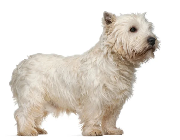 West Highland White Terrier, 3 years old, standing in front of white background — Stock Photo, Image
