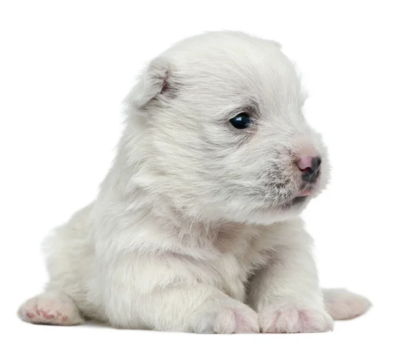 West Highland White Terrier puppy, 4 weeks old, lying in front of white background — Stock Photo, Image
