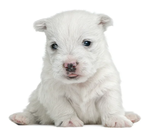 Δυτικά highland λευκού σκύλου κουτάβι, 4 εβδομάδων, κάθεται μπροστά από το λευκό φόντο — Φωτογραφία Αρχείου