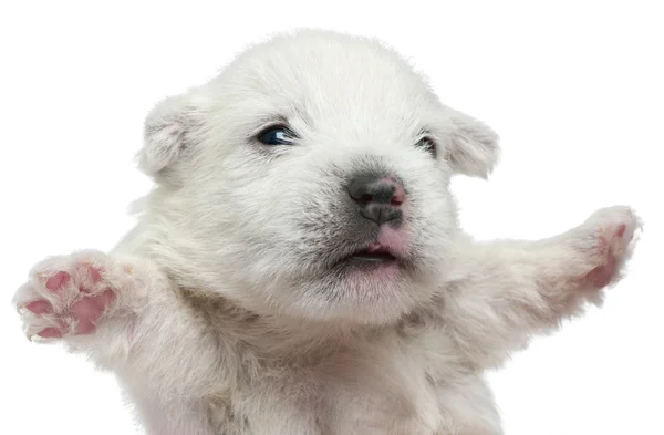 West Highland White Terrier kiskutya, 4 hetes, a mancsok, fehér háttér előtt — Stock Fotó