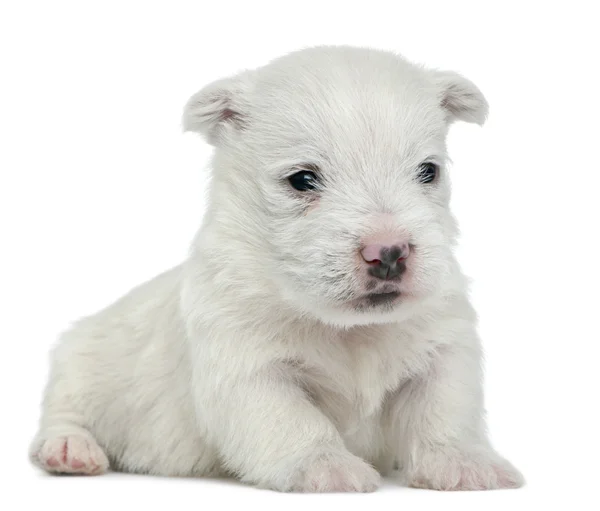 ウエスト ・ ハイランド ・ ホワイト ・ テリアの子犬は、4 週古い、白い背景の前に横たわって — ストック写真