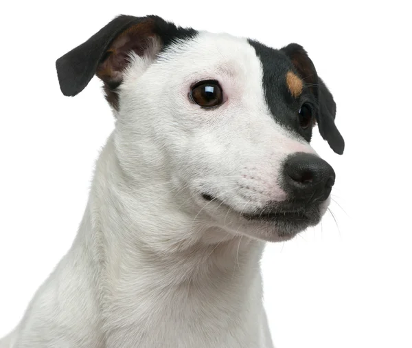 Lähikuva Jack Russell Terrier edessä valkoinen tausta — kuvapankkivalokuva