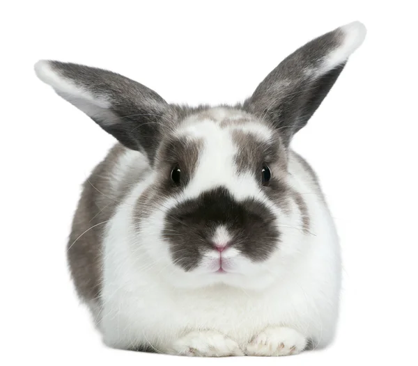 Кролик на белом фоне — стоковое фото