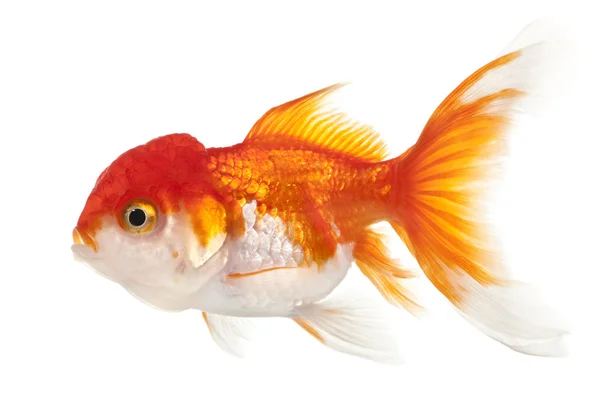 Pesce rosso testa di leone, Carassius auratus, davanti allo sfondo bianco — Foto Stock