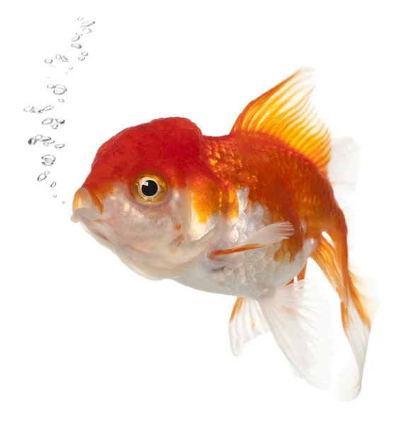 Lionhead goldfish, Carassius auratus, em frente ao fundo branco — Fotografia de Stock