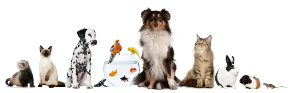 Group of pets sitting in front of white background — Stock Photo, Image