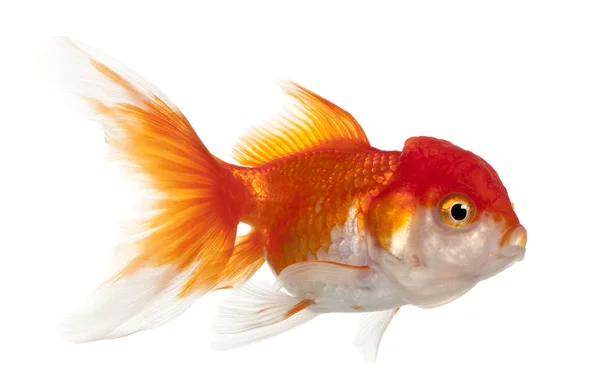 Lionhead rybku, volných auratus — Stock fotografie