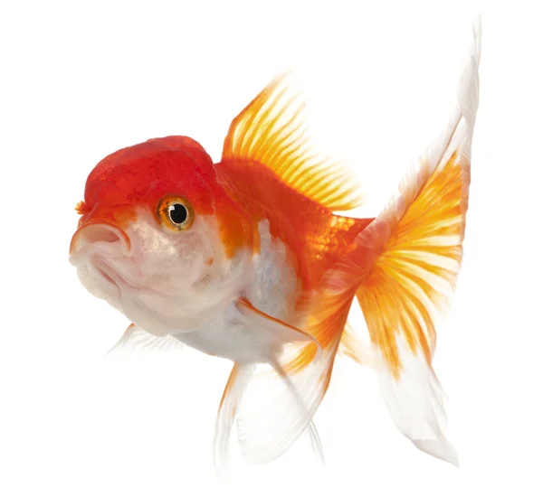 Lionhead goldfish, Carassius auratus — Stock Photo, Image