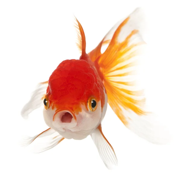 Lionhead goldfish, carassius hava — Stok fotoğraf