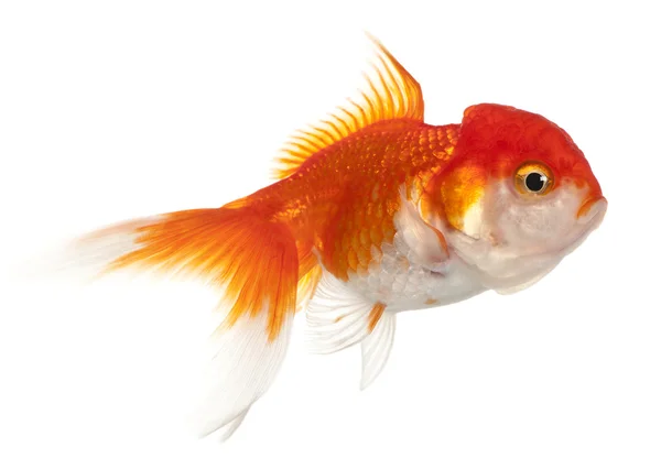 Rotkopfgoldfisch, carassius auratus — Stockfoto