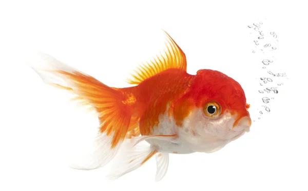 Goldfish Lionhead, carassius auratus — Zdjęcie stockowe