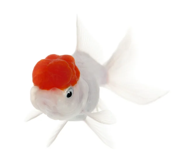 Lionhead goldfish, carassius hava — Stok fotoğraf