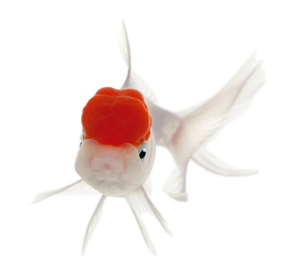 Rotkopfgoldfisch, carassius auratus — Stockfoto