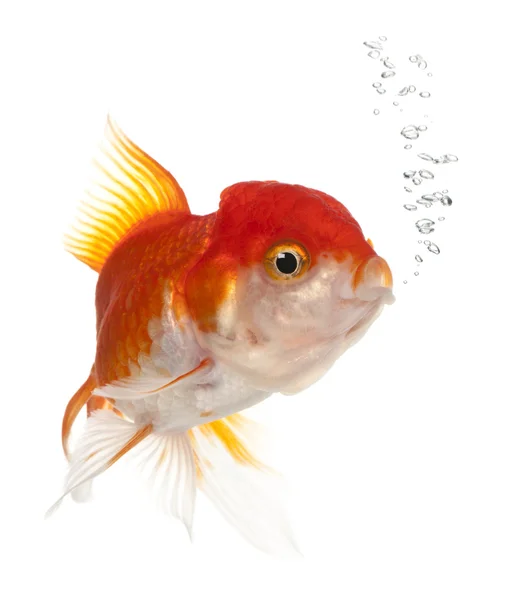 Carassius auratus, pez dorado de cabeza de león — Foto de Stock