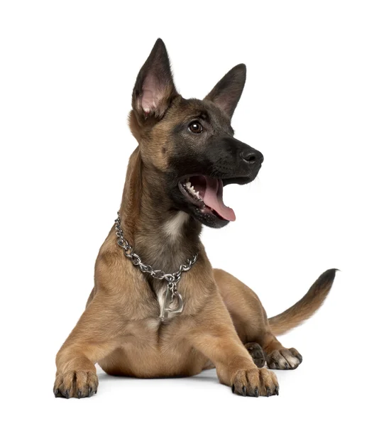 Belgian shepherd dog, 4 months old, in front of white background — Stock Photo, Image
