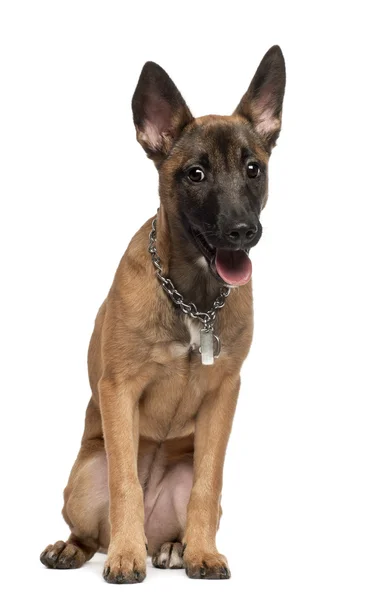 Portrait of Belgian shepherd dog, 4 months old, sitting in front of white background — Stock Photo, Image