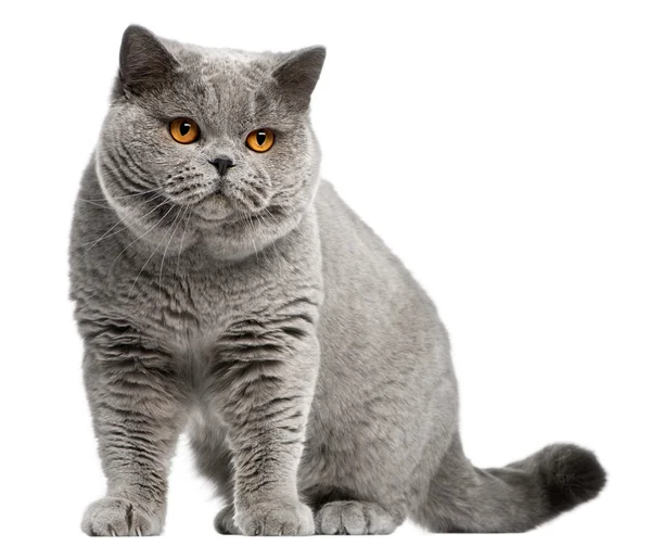 British Shorthair cat, 2 years old, in front of white background — Stock Photo, Image