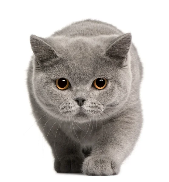 British Shorthair kitten, 4 months old, in front of white background — Stock Photo, Image