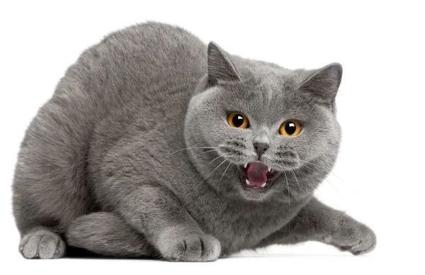 British Shorthair kitten hissing, 2 years old, in front of white background — Stock Photo, Image