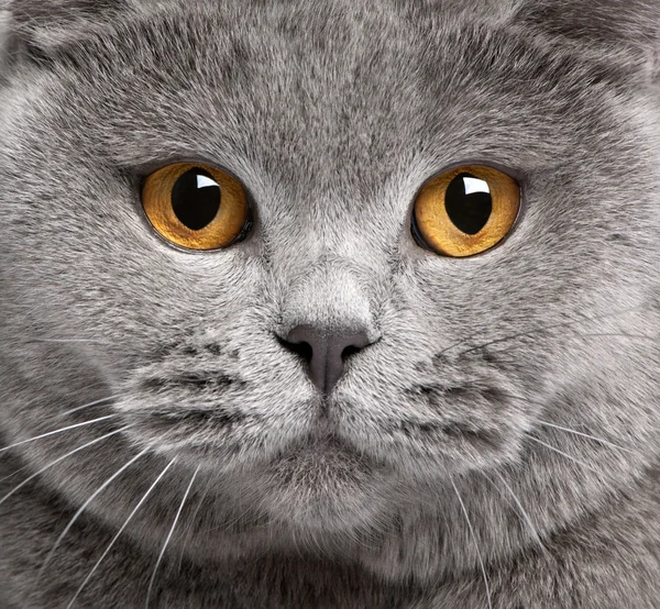 Primer plano del gato de taquigrafía británico, 2 años — Foto de Stock
