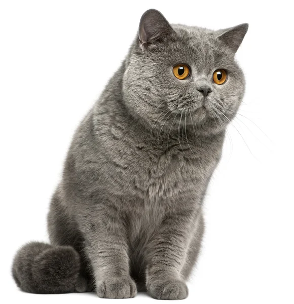 Britská krátkosrstá kočka, 2 roky starý, před bílým pozadím — Stock fotografie